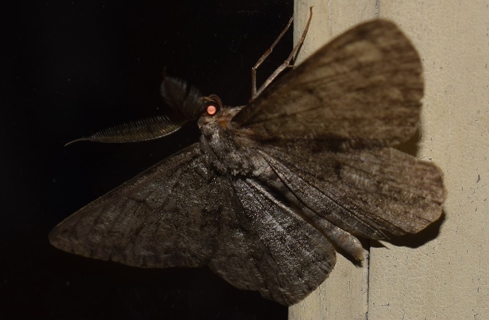 Geometridae da ID